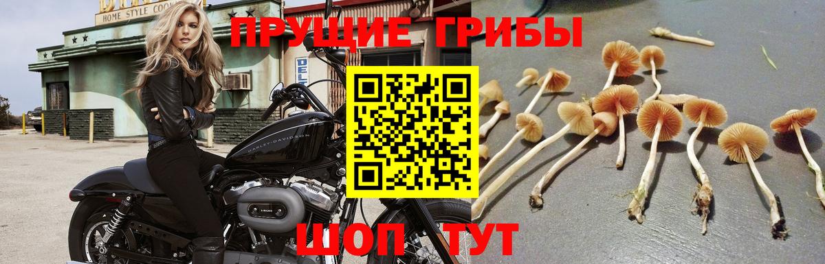 Псилоцибиновые грибы Psilocybe  Галлюциногенные грибы ЛСД  Карталы  Вход с VPN 